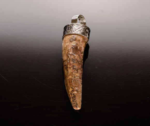 d6b Dinosaur tooth Real mosasaur Fossil Dino tooth necklace jewelry oddity  gift oddities Curiosities Preserved Fossilized jewelry Archeology